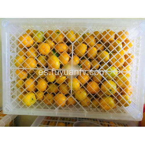 Nueva cosecha de mandarina fresca para bebé Nanfeng en venta